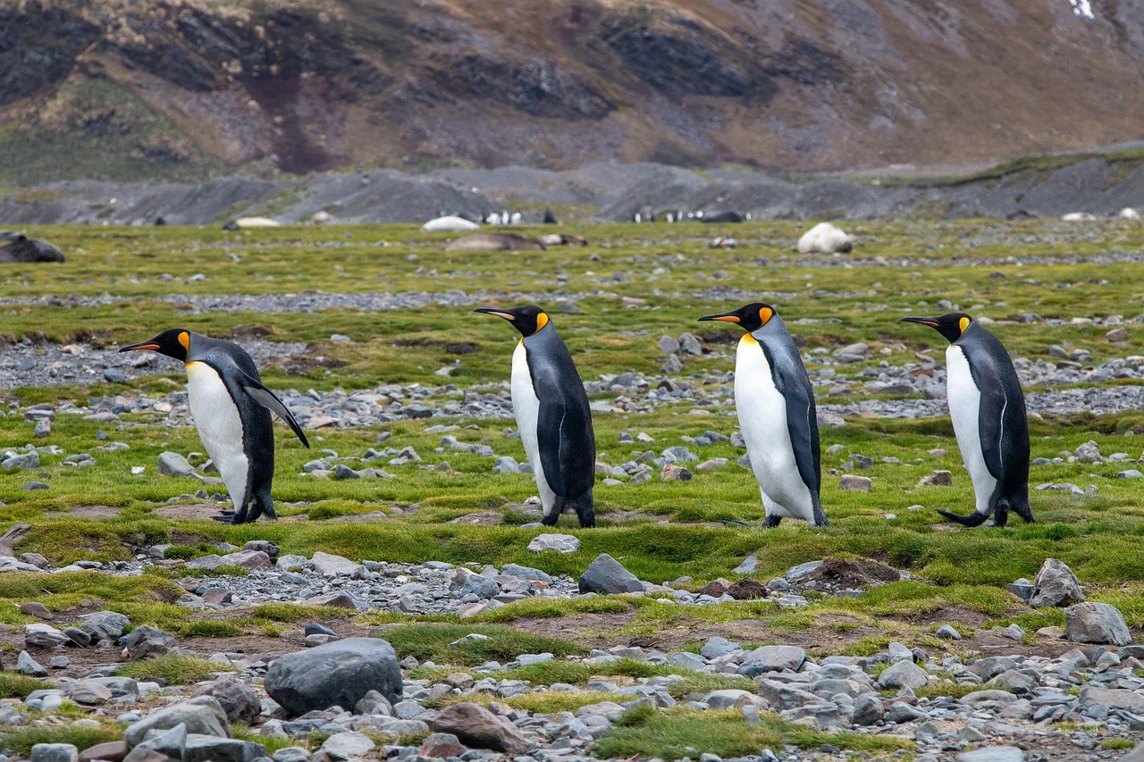 South Georgia Island