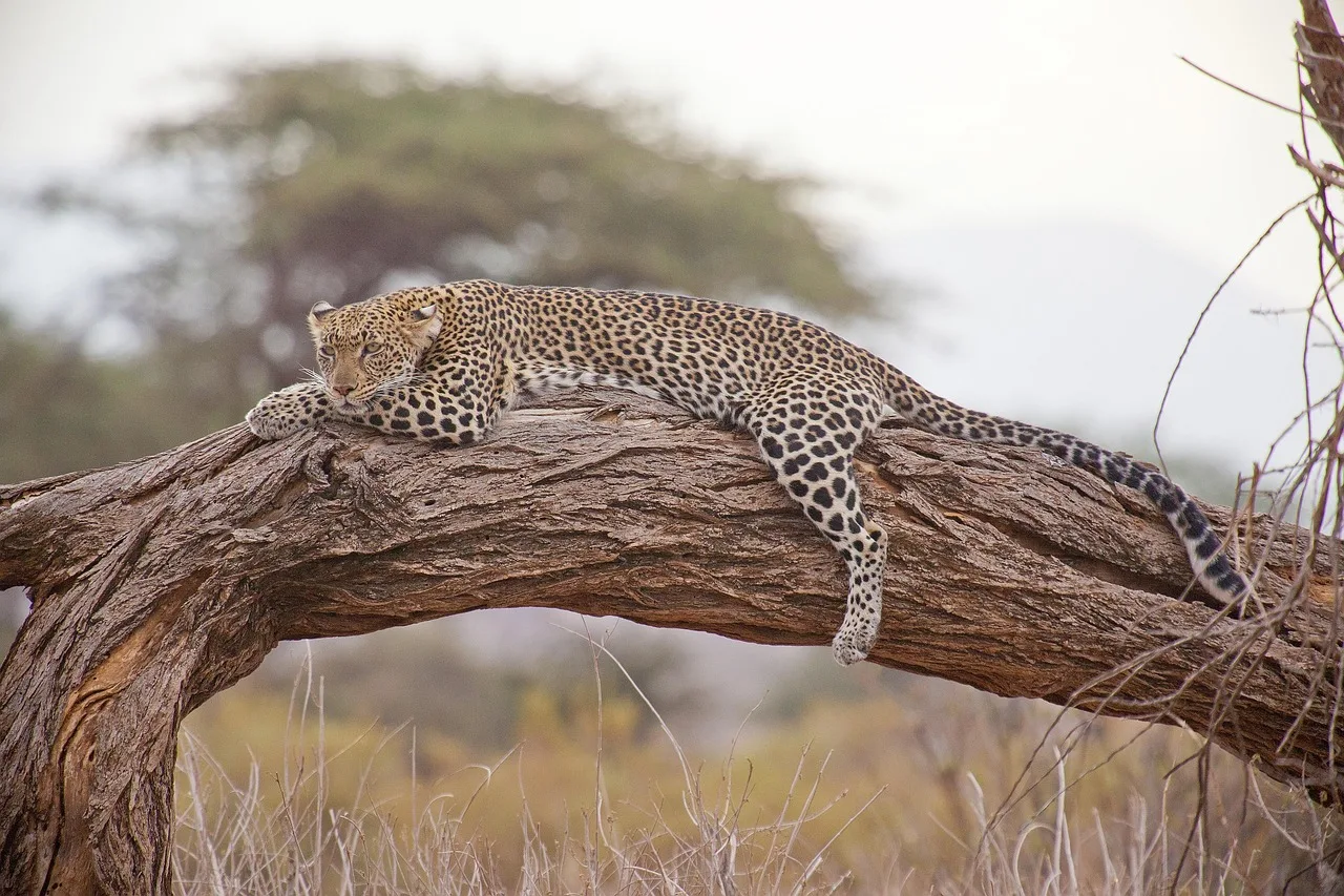 Kenya