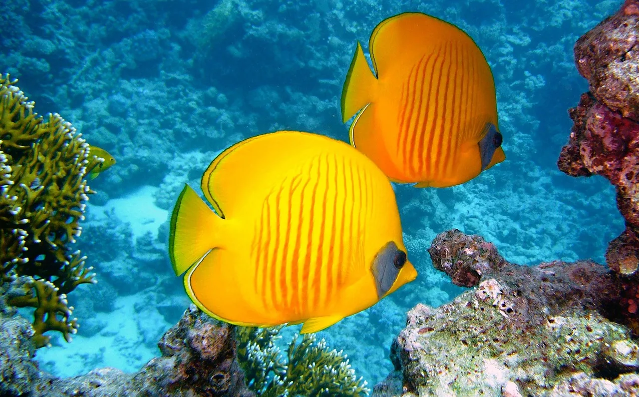 Conway Reef