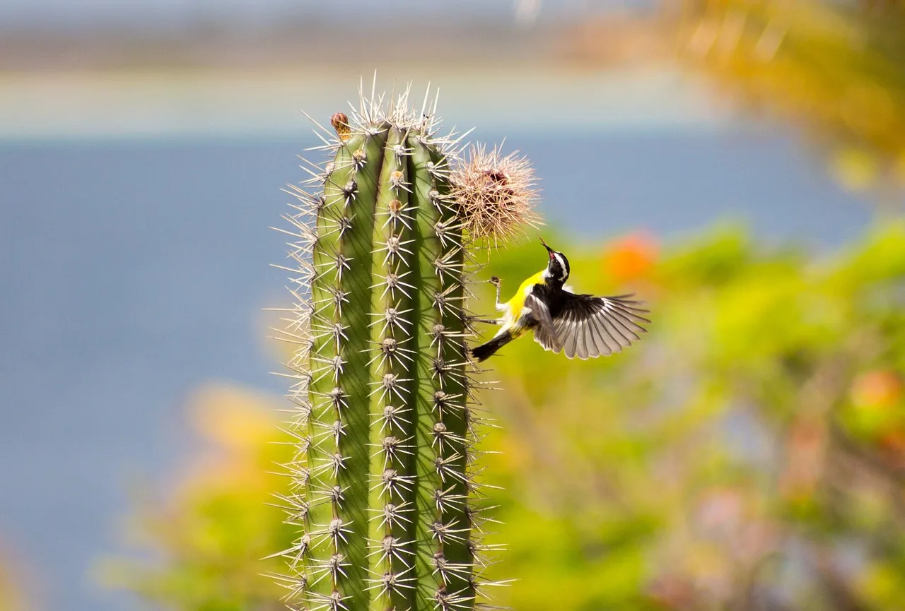 Bonaire